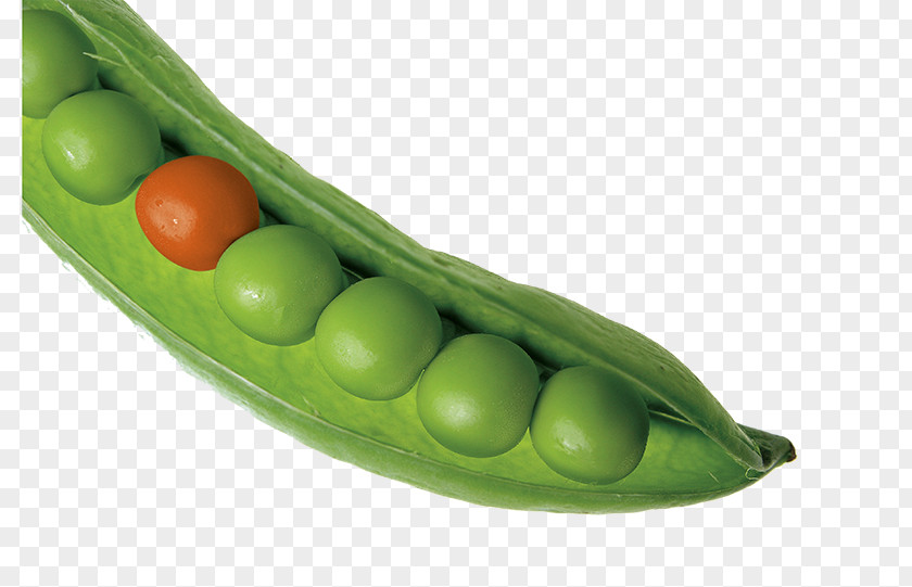 Creative Pea Green Orange Snow Vegetable Snap Stock.xchng Ingredient PNG