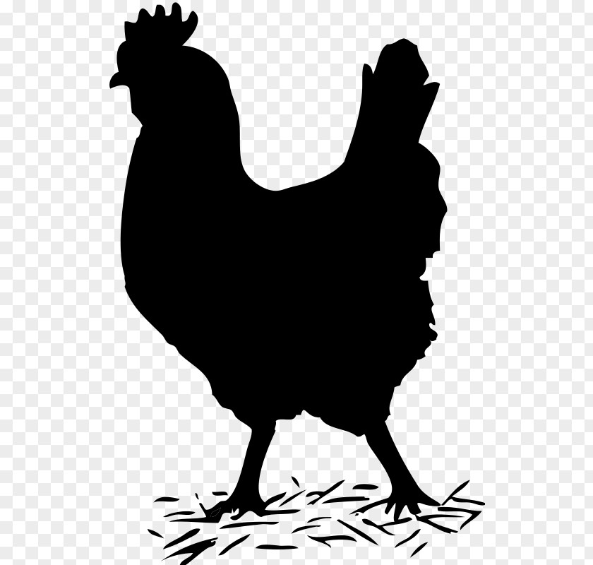 Dominique Chicken Silkie Plymouth Rock Rooster Clip Art PNG