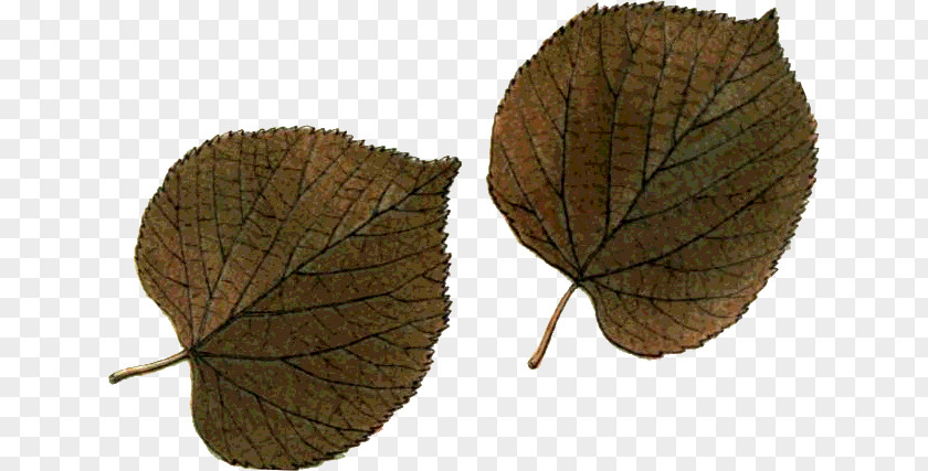 Oo Leaf Northern Hemisphere Southern Autumn PNG