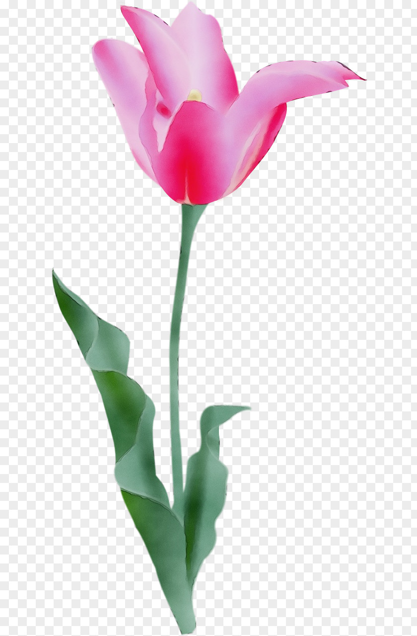 Plant Stem Pedicel Flower Pink Tulip Petal Cut Flowers PNG