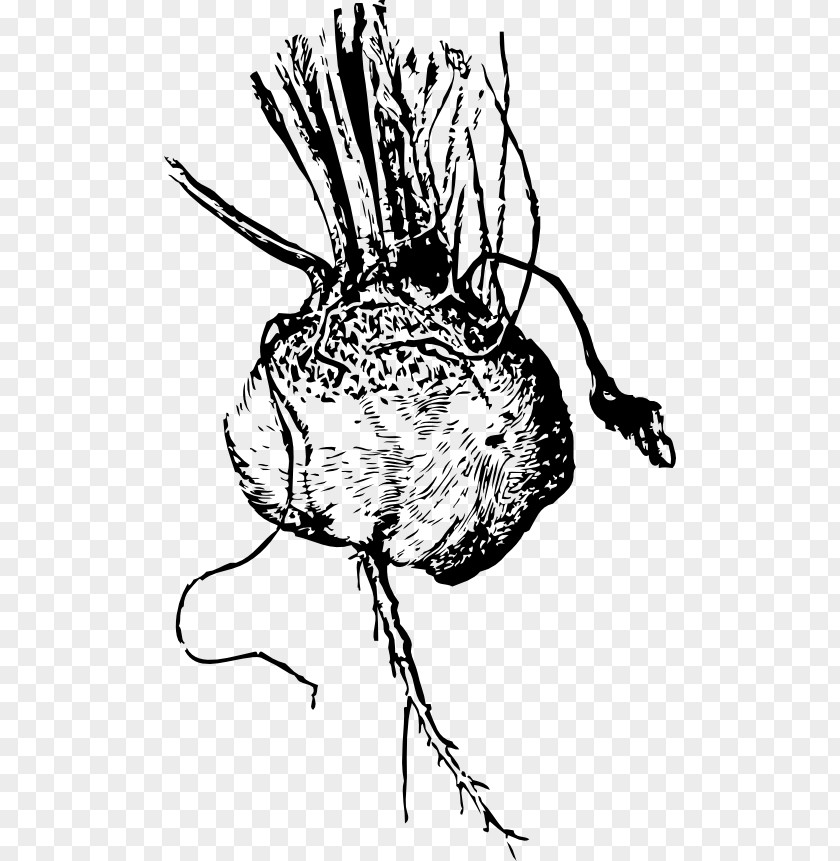 Vegetable Borscht Beetroot Turnip Sugar Beet Food PNG