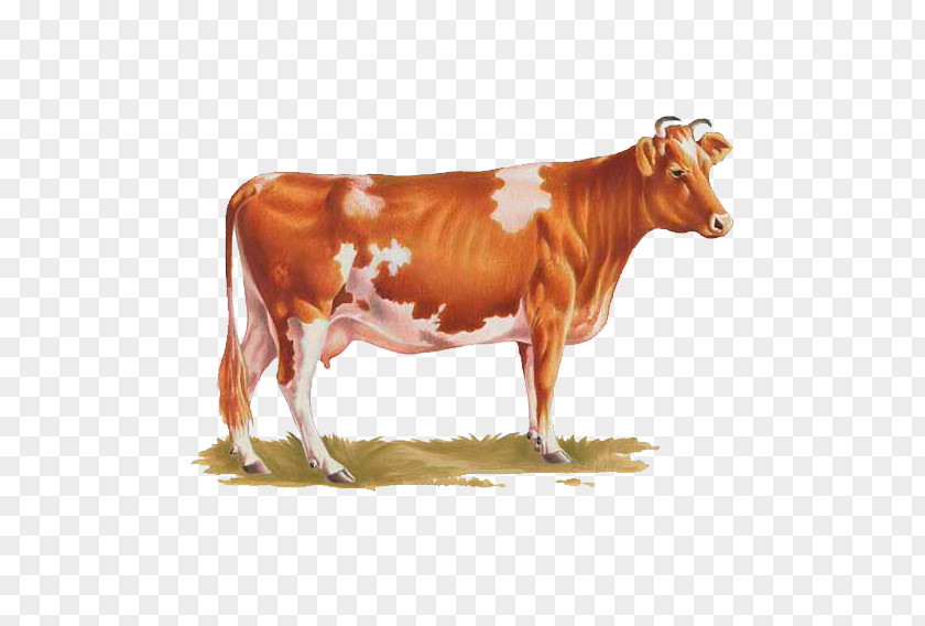 Bull Dairy Cattle Ayrshire Calf Texas Longhorn PNG