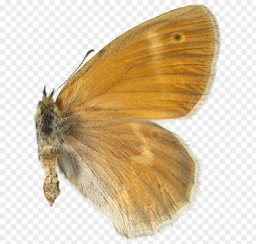 Butterfly Brush-footed Butterflies Silkworm Moth PNG