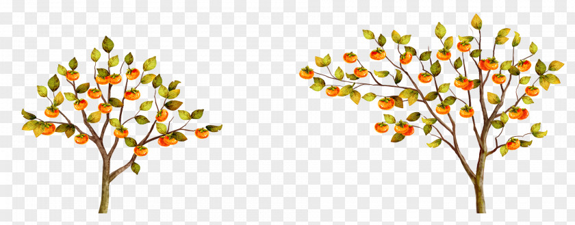 Hand-painted Persimmon Tree Japanese Fruit PNG