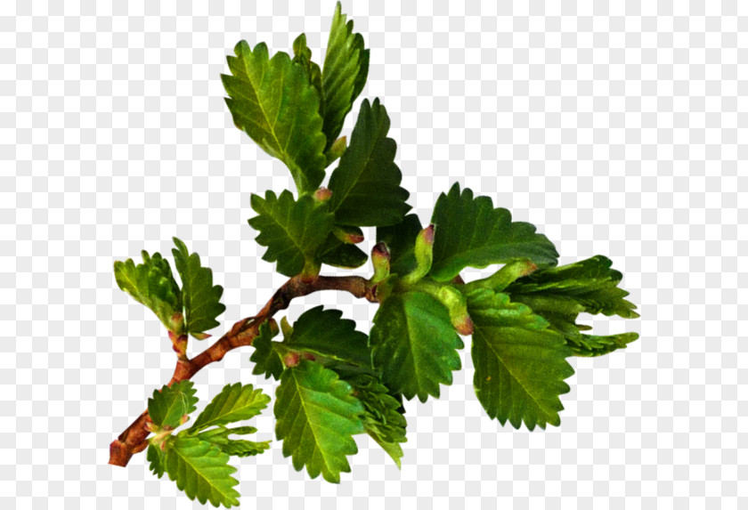 Leaf Easter Paskha Herb YouTube PNG