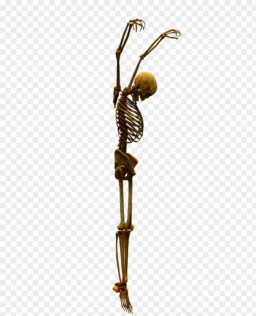 Skull Skeleton Bone PNG