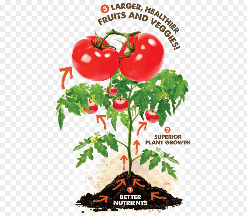 Tomato Plant Pests Cherry Grow The Best Tomatoes Food Nutrient PNG