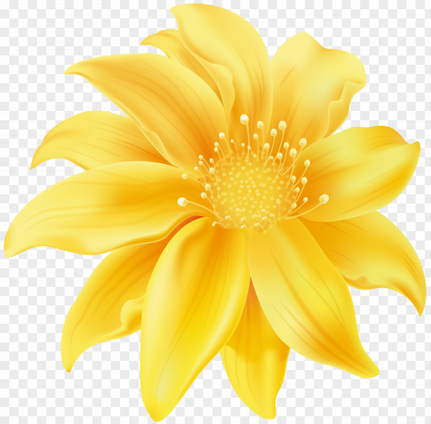 Yellow Flowers Flower Desktop Wallpaper Clip Art PNG