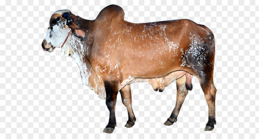 Indian Welcome Dairy Cattle Zebu Calf Ox Bull PNG