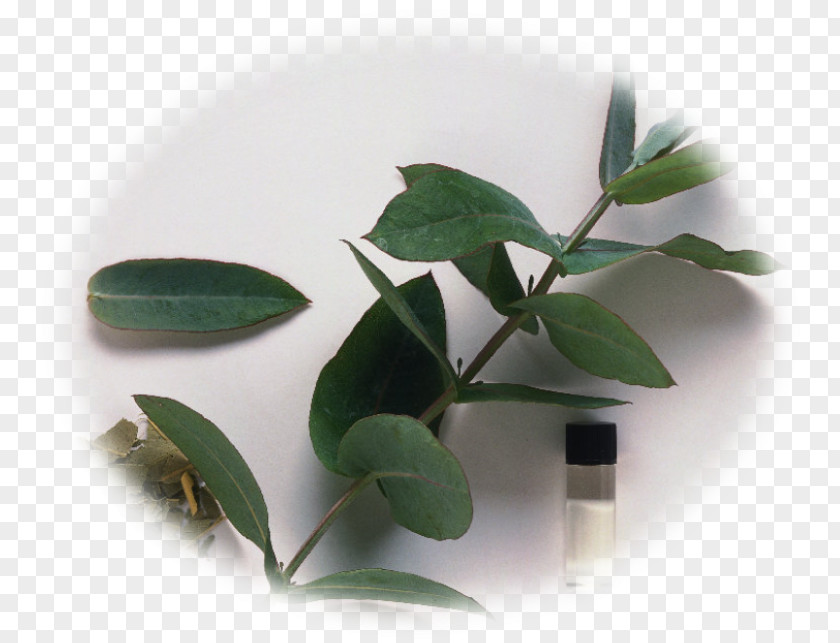 Plants Medicinal Essential Oil Eucalyptus Cinerea PNG
