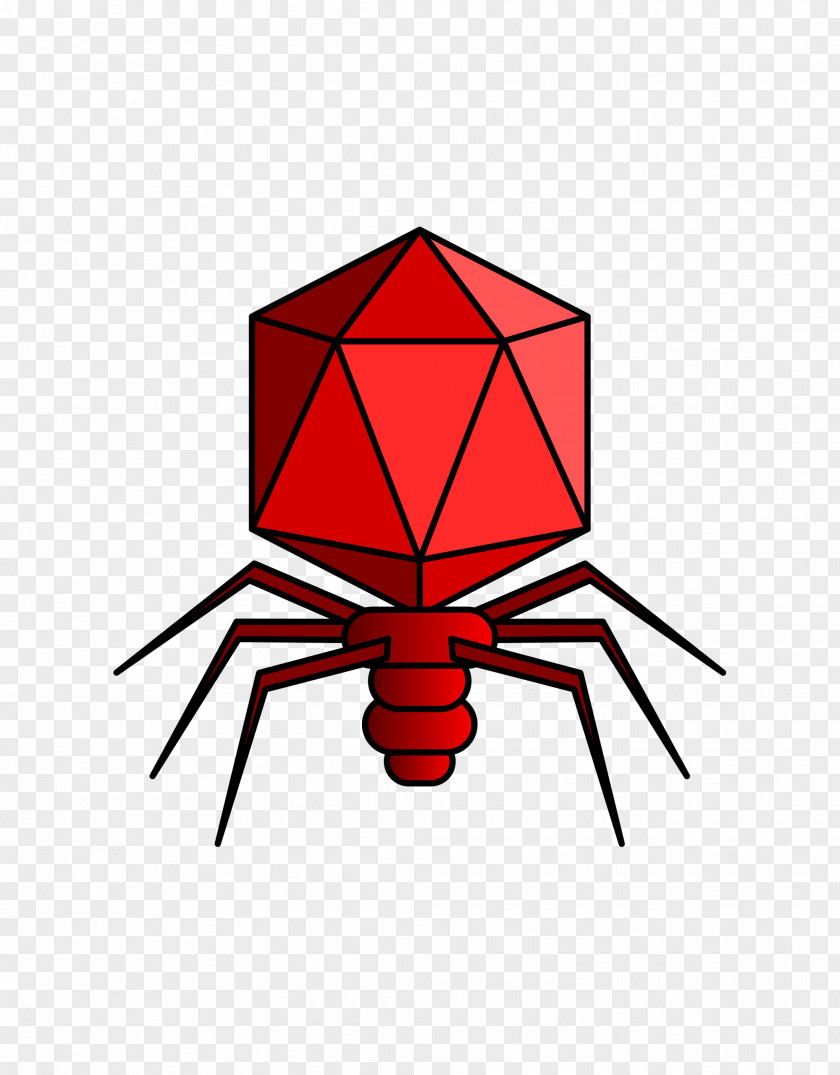 Podoviridae Myoviridae Virus Bacteriophage Microviridae PNG