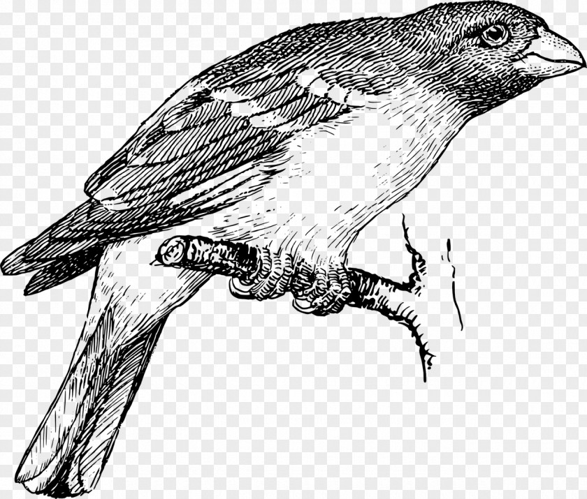 Bird Drawing Birdwatching Finches Sketch Line Art Clip PNG