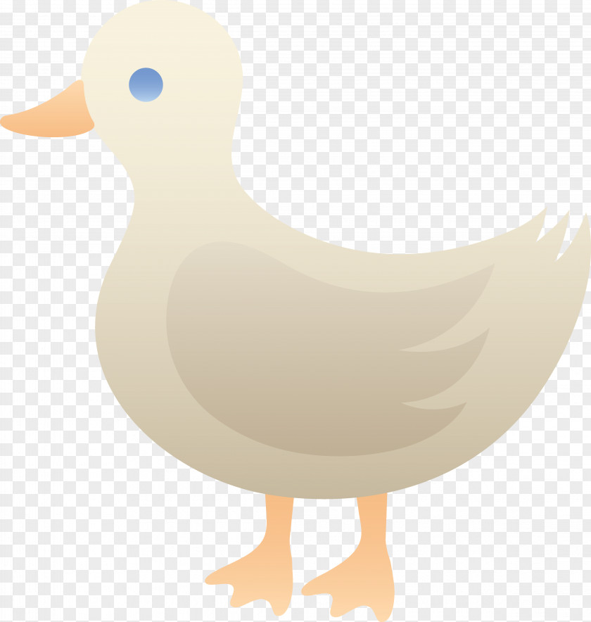 Duck Mallard Goose Bird Clip Art PNG