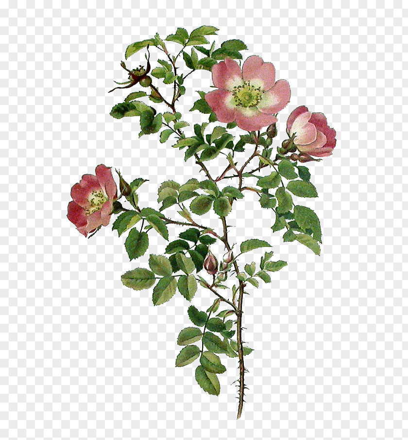 Flower Garden Roses Cabbage Rose Burnet Sweet-Brier Floribunda PNG