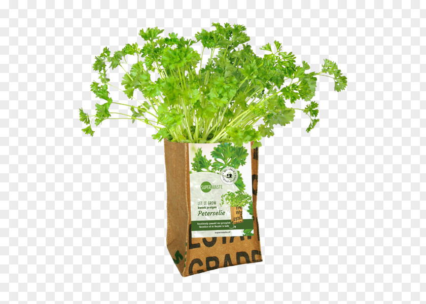 Growing Parsley Herb Spice Vegetable Peterselie Op Pot PNG