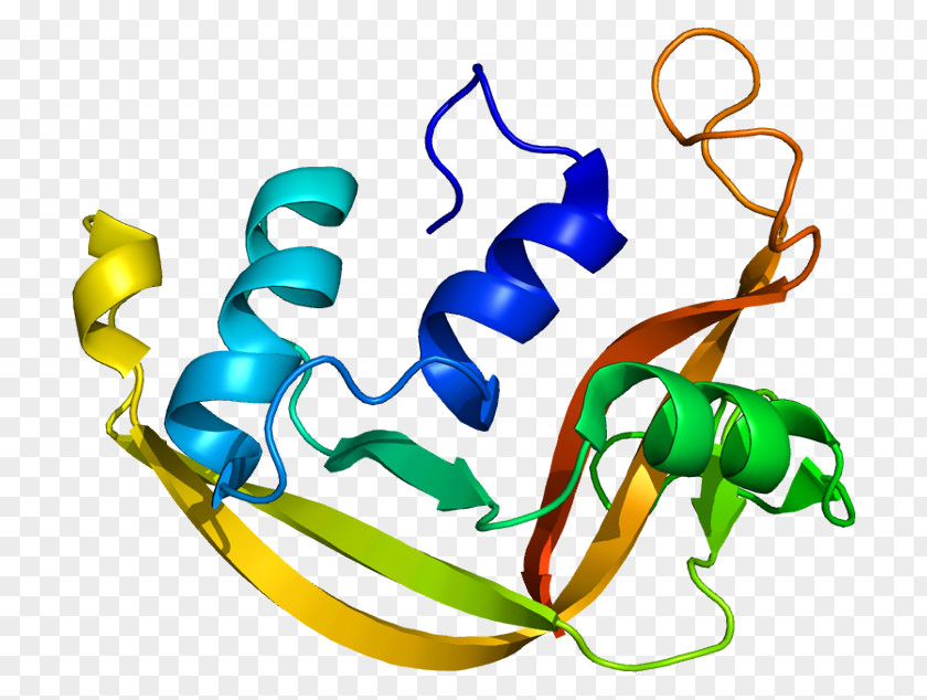 Pancreatic Ribonuclease Eosinophil-derived Neurotoxin T1 PNG