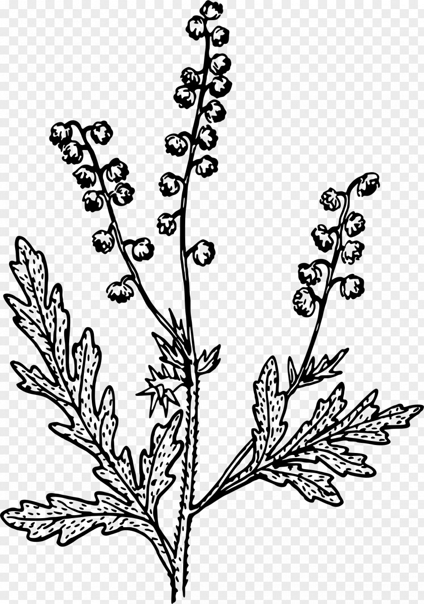 Ragweed Nordens Flora Clip Art PNG