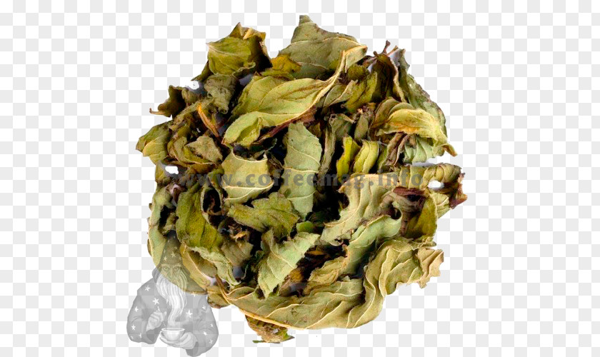 Tea Green Tieguanyin Herbal Peppermint PNG