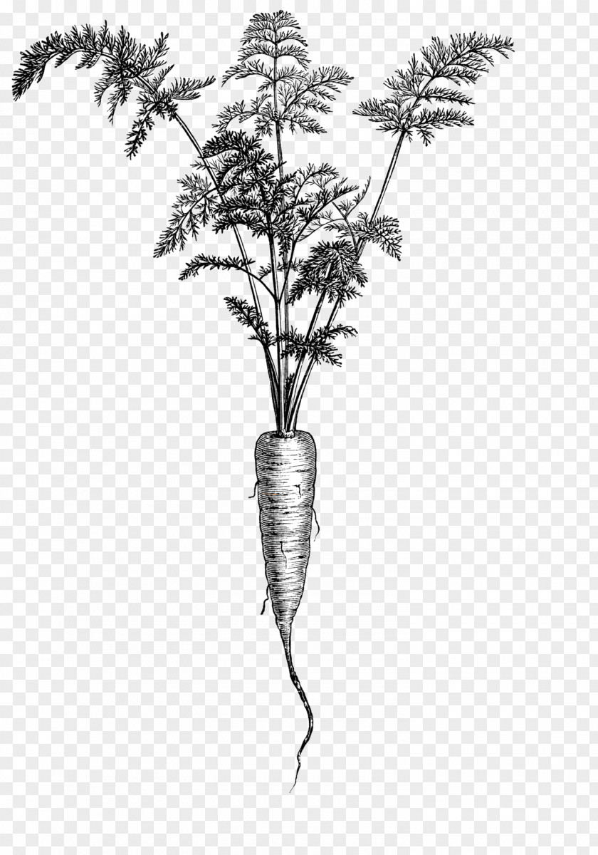 Carrot Drawing The Illustrated Dictionary Of Gardening Botanical Illustration Clip Art PNG