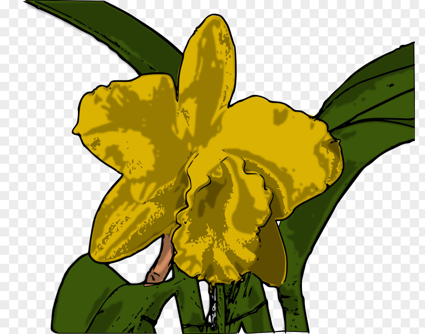 Flower Yellow Cattleya Orchids Clip Art PNG