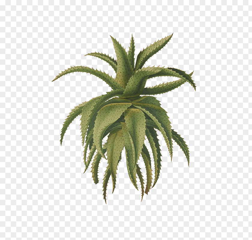 Hierba Ecommerce Cape Aloe Botanical Illustration Fernet-Branca Drawing PNG
