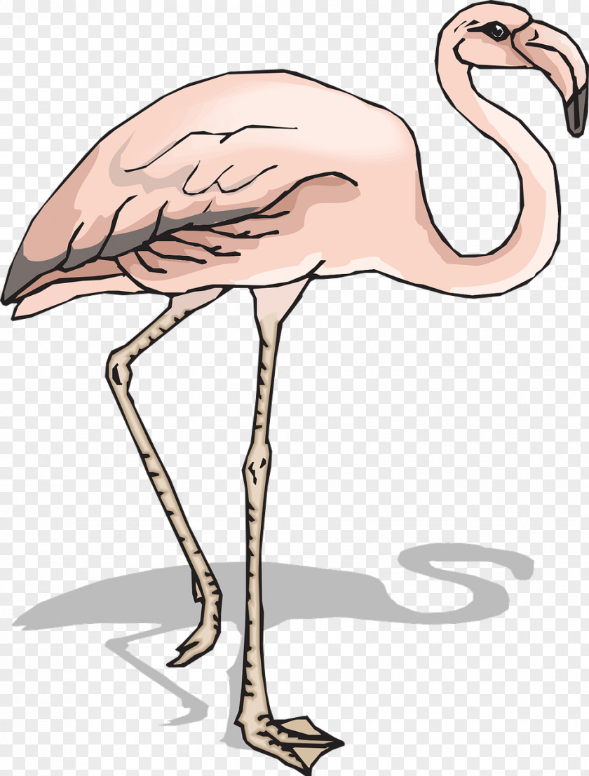 Pink Flamingos Bird Flamingo Clip Art PNG