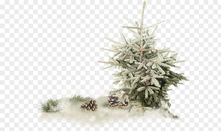 بسم الله الرحمن الرحيم Spruce Pine Christmas Tree Fir PNG