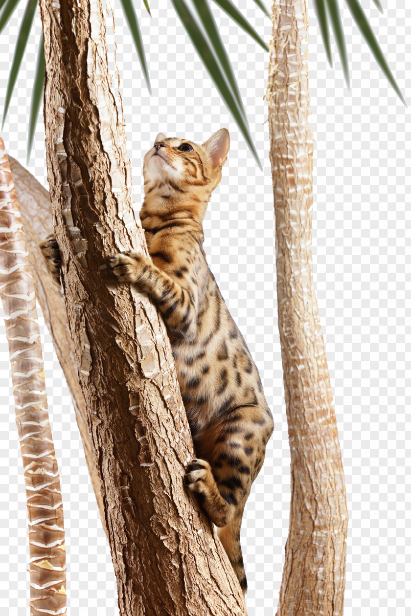 Tree Climbing Cat Bengal Turkish Angora Kitten PNG