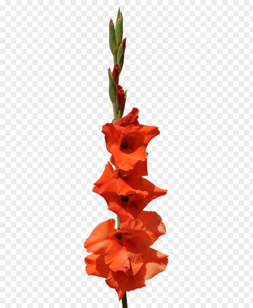Gladiolus Clip Art Flower Bouquet Cut Flowers PNG