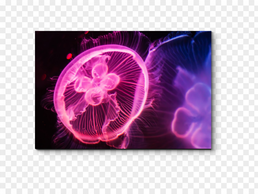 Jellyfish Stock Photography PNG