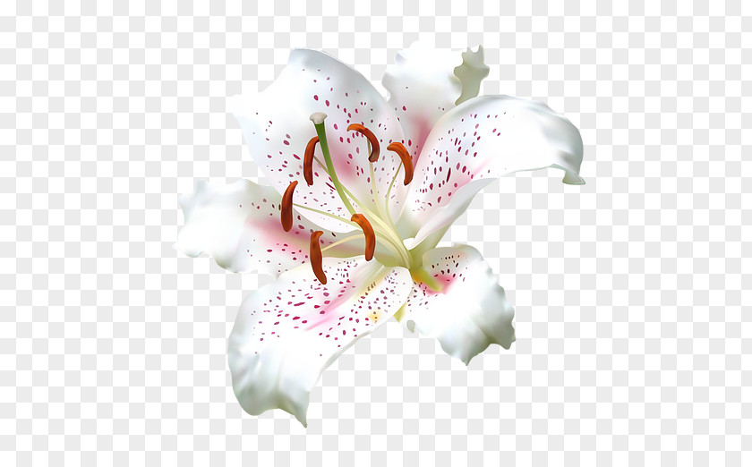 Orchids Of The Philippines Iris White Lily Flower PNG