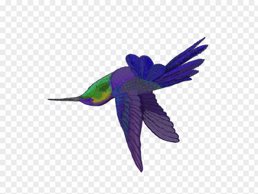 Parrot Hummingbird M Beak Feather PNG