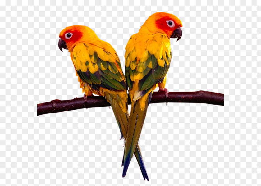 Parrot Lovebird Cockatiel Loriini PNG
