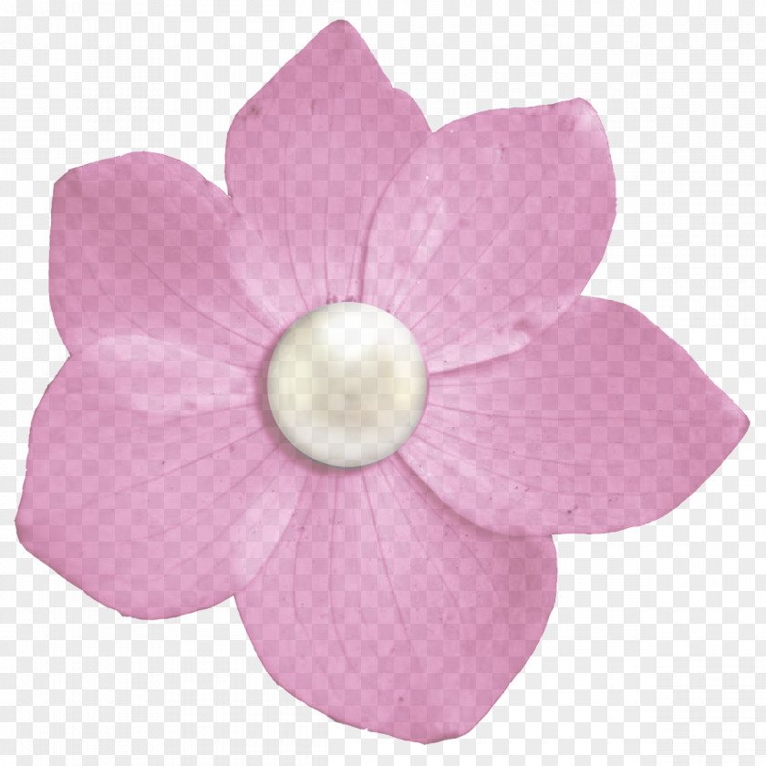 Perennial Plant Blossom Petal Pink Flower Lilac PNG