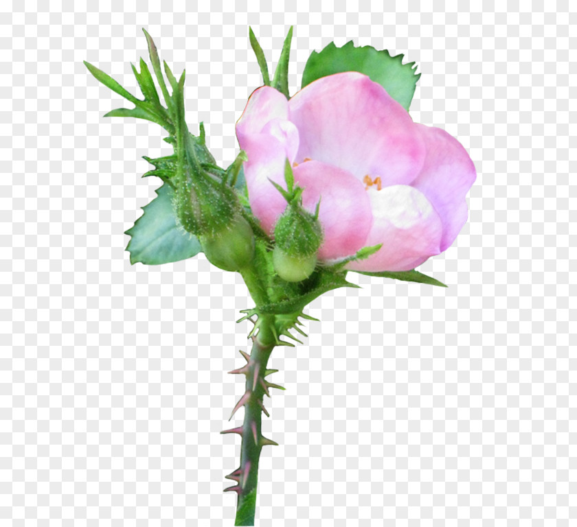 Rose Left Pink Rosaceae Rosa Acicularis Clip Art PNG