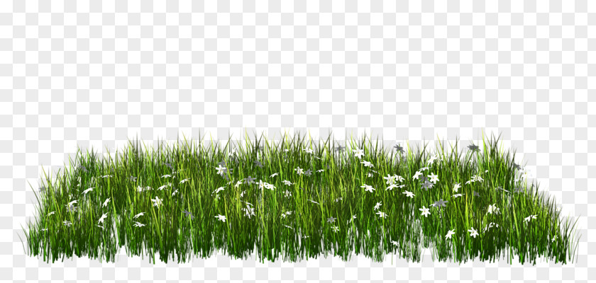 Sky And Grass PNG