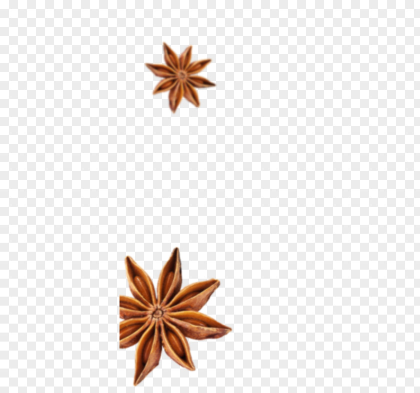 Star Anise Spice Flavor Falafel Indian Cuisine Cinnamon PNG