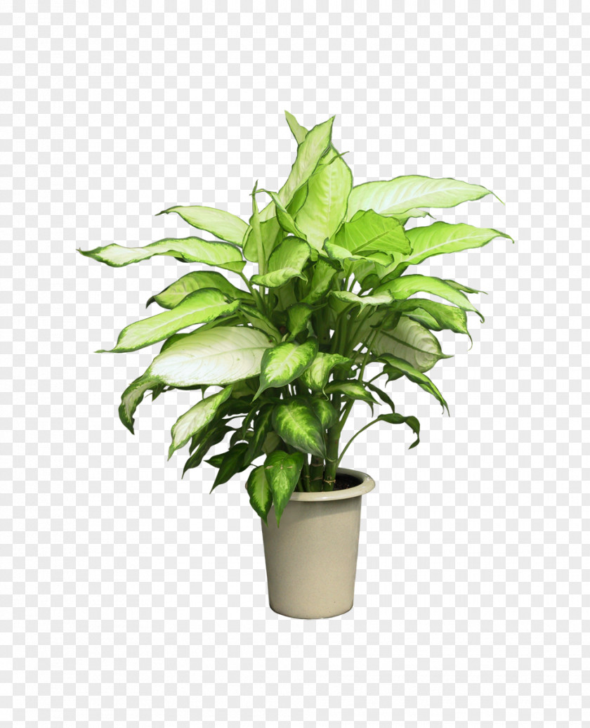 Alice Queen Pot Flowerpot Houseplant Clip Art PNG