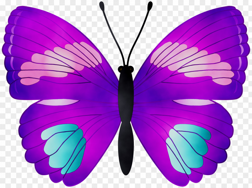 Clip Art Butterfly Image Watercolor Painting PNG
