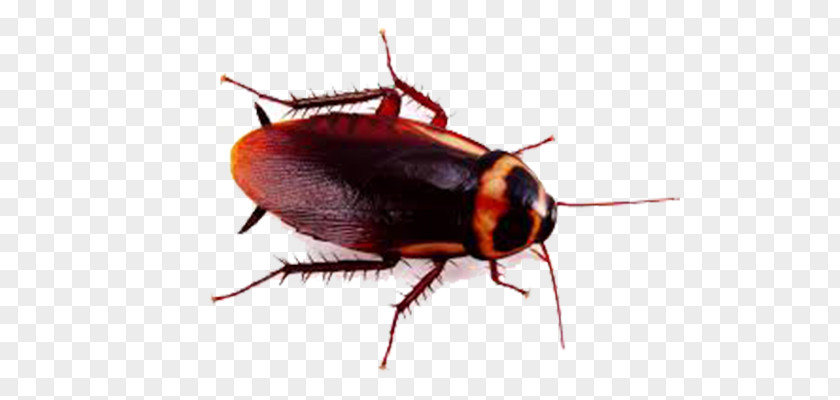 Cockroach German Insect American Pest Control PNG