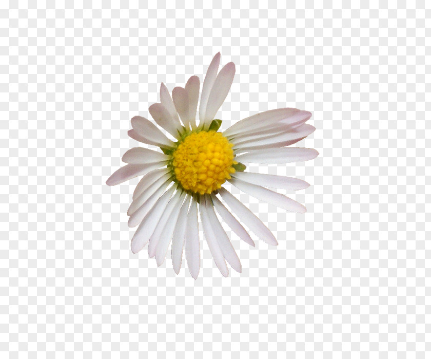 Common Daisy Decoupage PNG