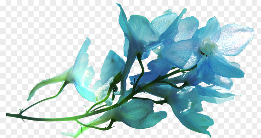 Flower Petal Ozan Optik Sancaktepe Ortadağ Blue Instagram PNG