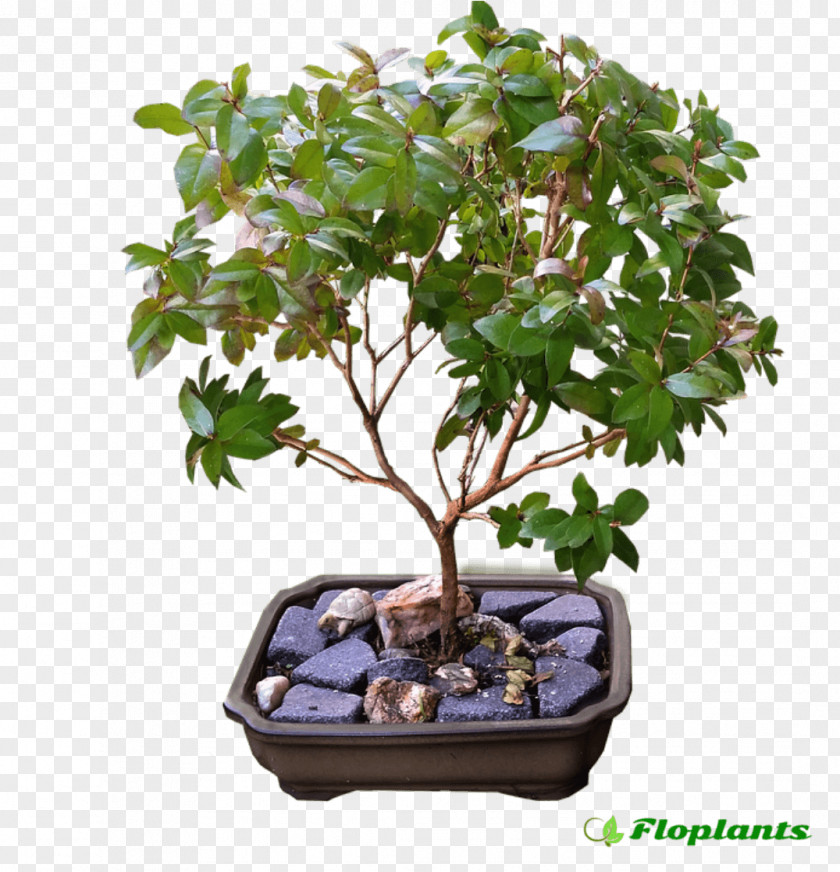 Myrtus Hydrolat Ficus Retusa Indoor Bonsai Microcarpa Box PNG