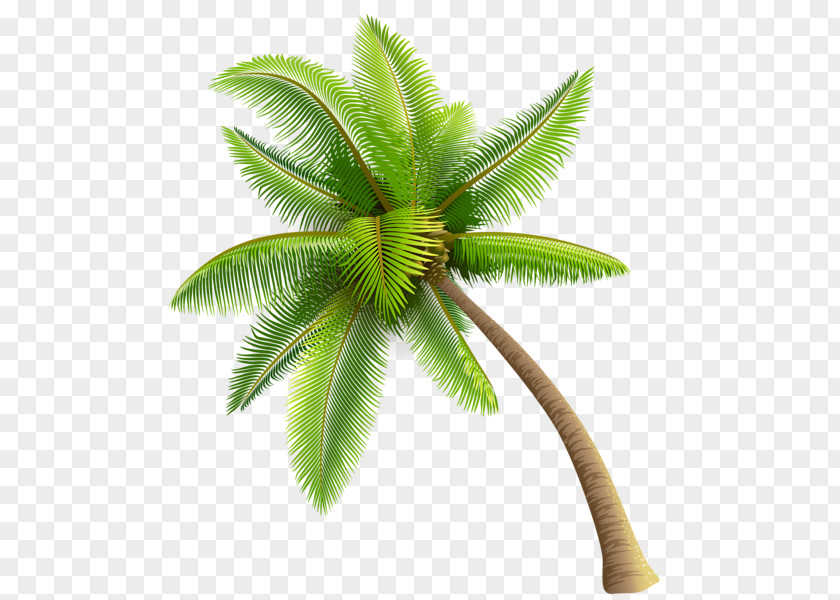 Palm Tree Phoenix Canariensis Date Arecaceae Clip Art PNG