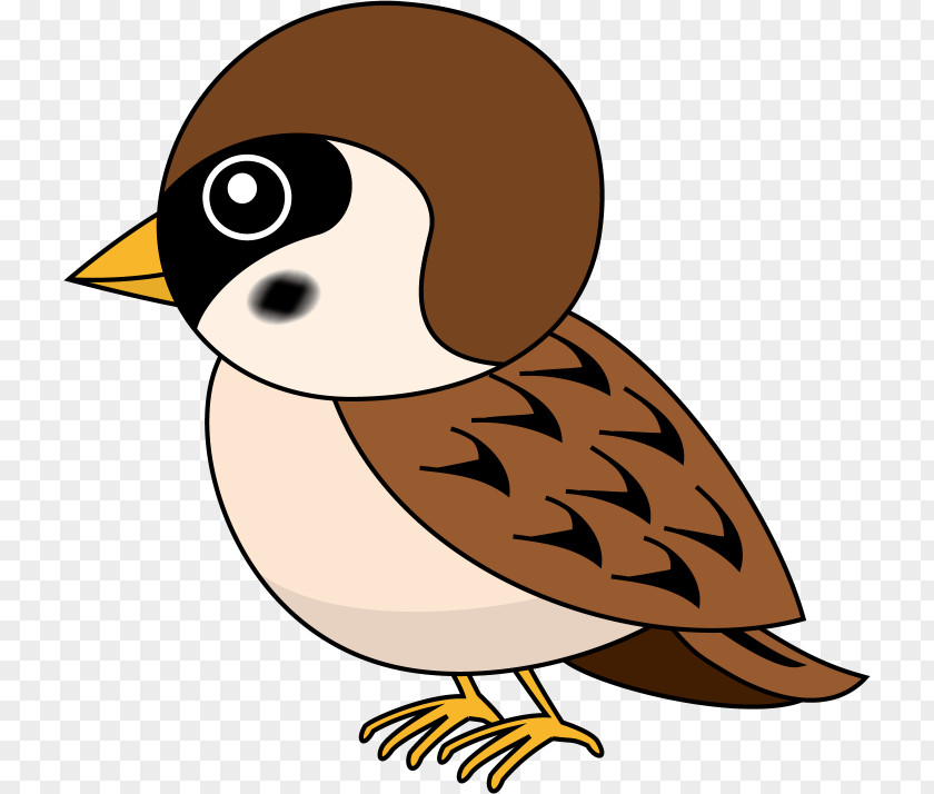 Sparrow Eurasian Tree Duck Bird Clip Art PNG