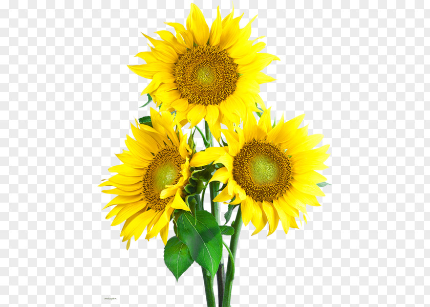 Sunflower Common Clip Art PNG