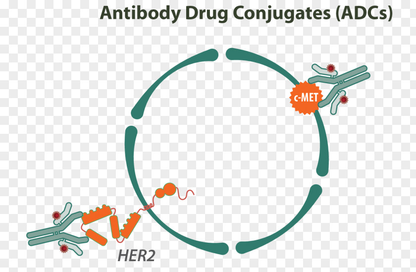 Antibody Antibody-Drug Conjugates Immune System Monoclonal PNG