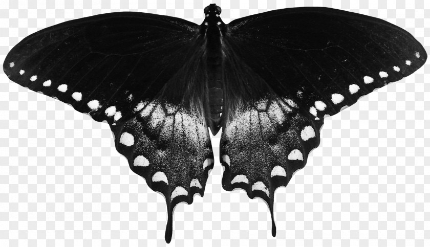 Beautiful Black Butterfly High-definition Television Papilio Troilus Wallpaper PNG
