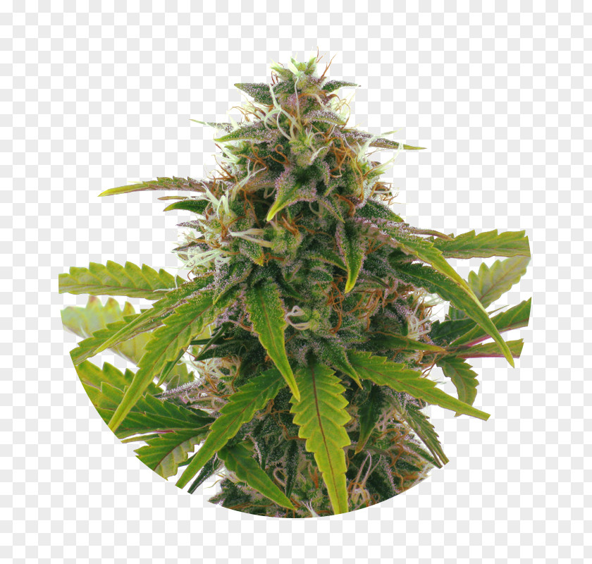 Cannabis Cultivation Haze Kush Seed PNG