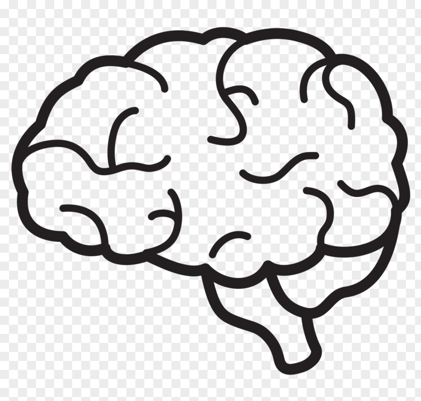 Human Brain Anatomy Clip Art PNG